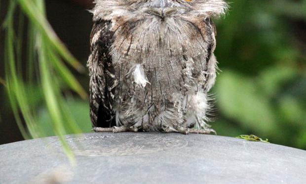 Unimpressed tawny frogmouth