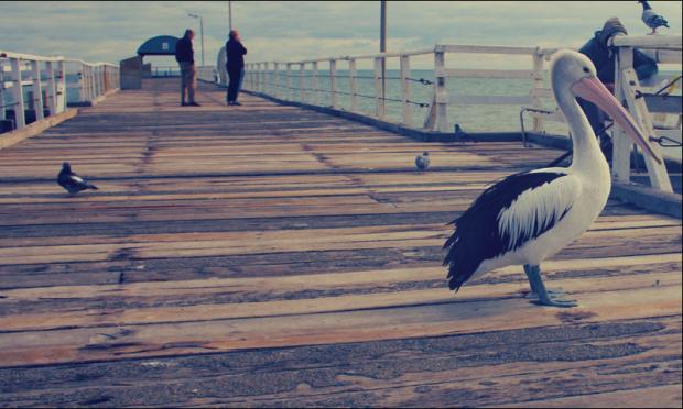 Pelicans on a wharf