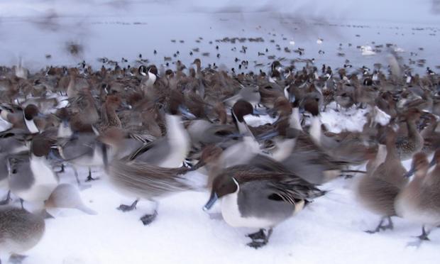 Ducks in winter