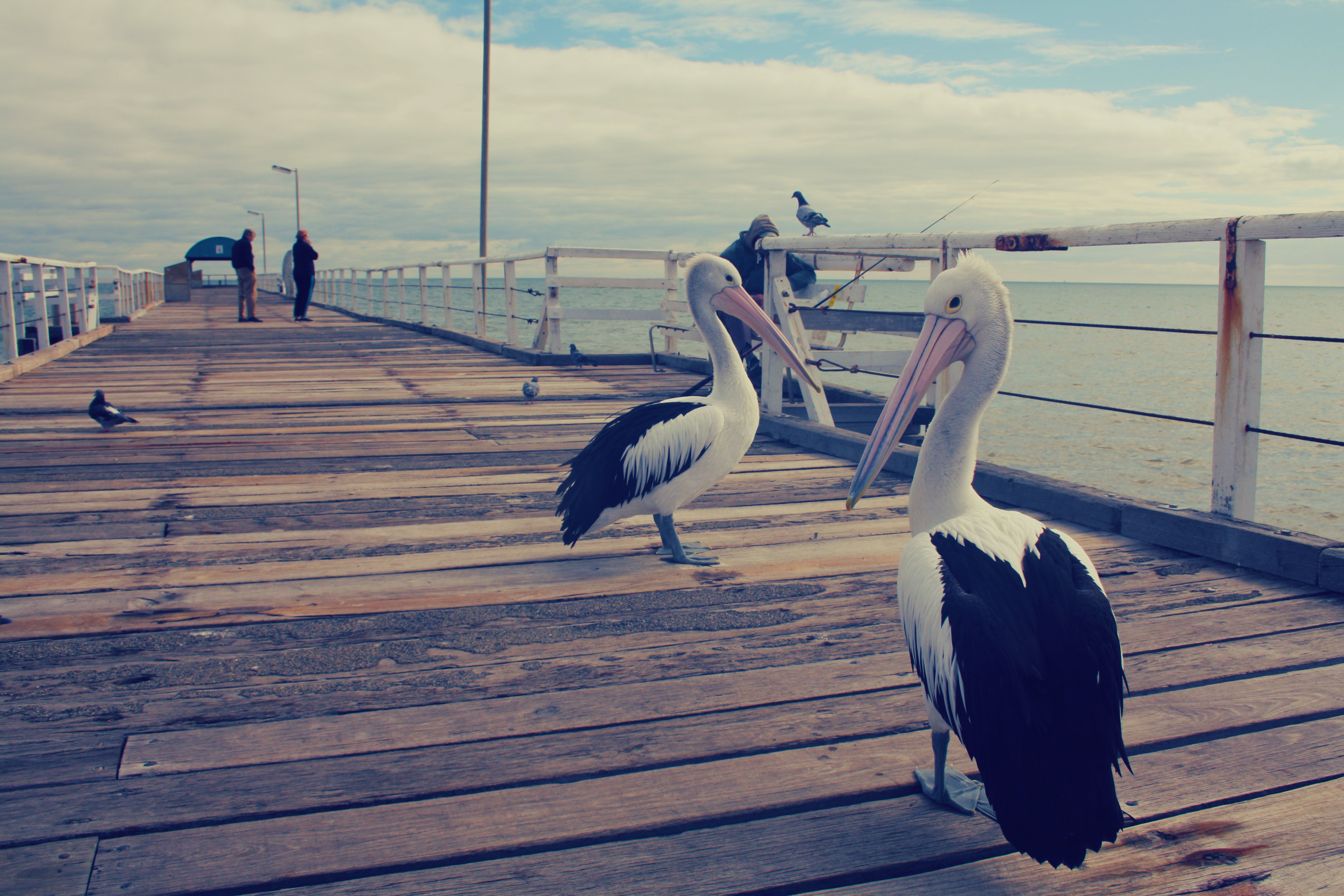 Pelicans on a wharf