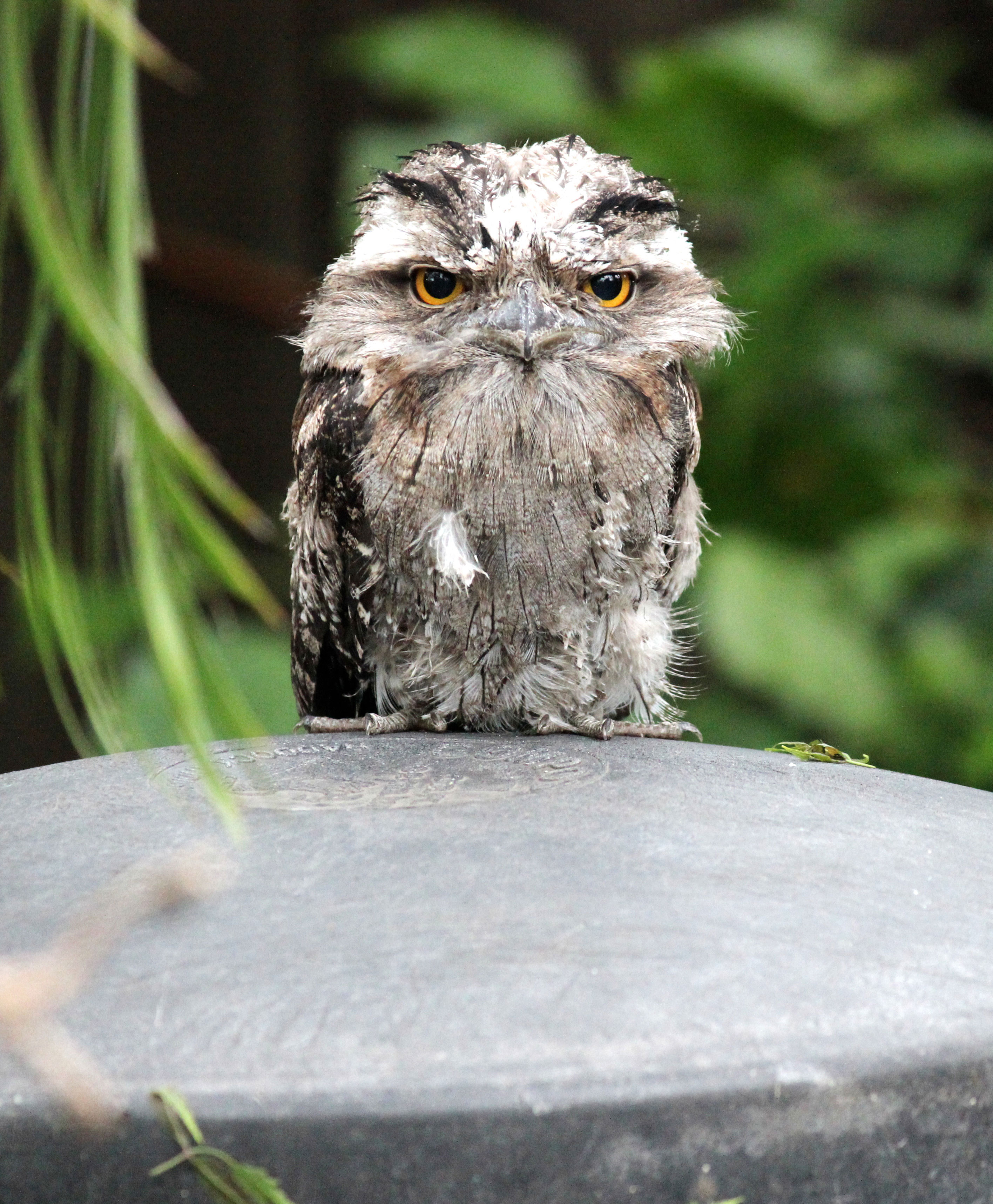 Unimpressed tawny frogmouth